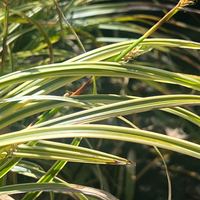 Carex morrowii 'Variegata'